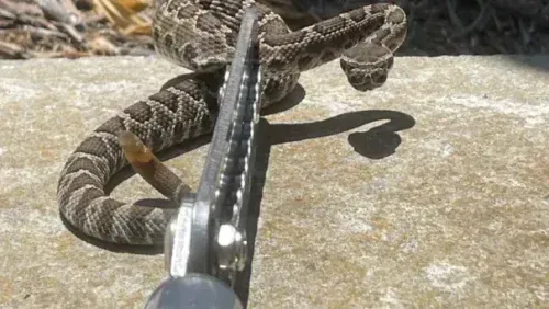 Wildlife Removal