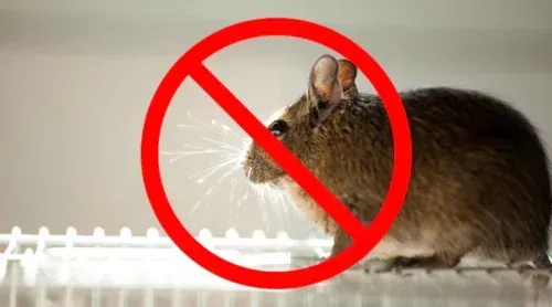 Rat  Rodent Removal and Exclusion