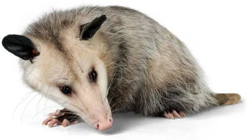 Possum Removal