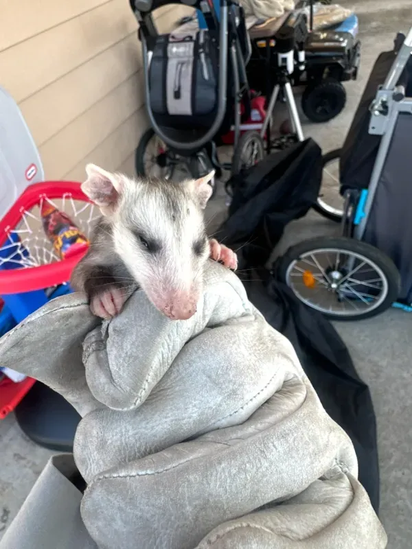 A person wearing a heavy leather glove holds a small, light-colored opossum in an outdoor area near a toy basketball hoop.
