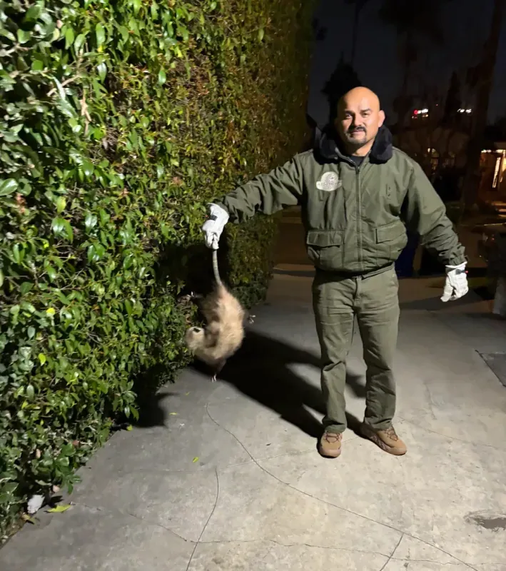 A person wearing work gloves and an olive uniform holds a possum by its tail next to a large hedge at night.