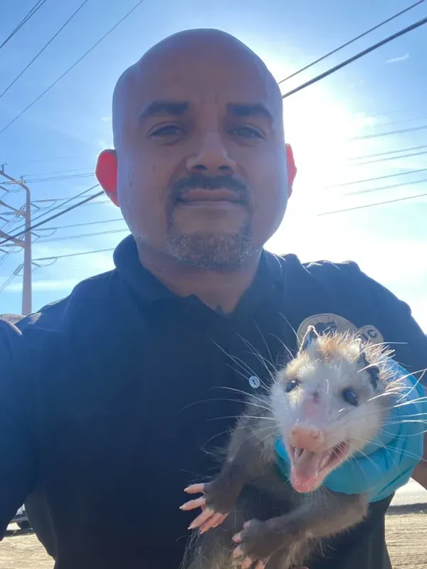 A person wearing blue gloves holds a small, wide-eyed opossum against a bright sky background.