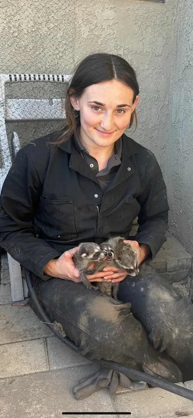 Technician holding baby raccoons safely removed from a home