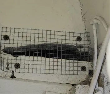 A piece of metal hardware cloth is screwed over a dark gap in a light-colored wall near some white electrical cables.