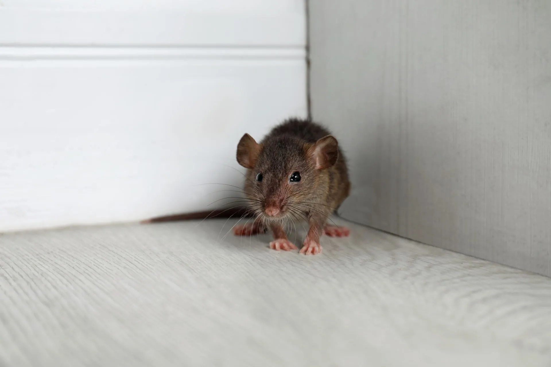 A small, brown rodent stands in the corner of a room on a light-colored wood floor next to a white wall.